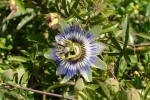 トケイソウ	時計草	Passiflora caerulea	5～7月